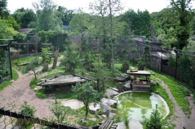 Tigre de Sibérie - 2013