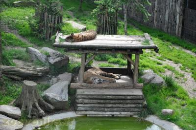 Tigre de Sibérie - 2013