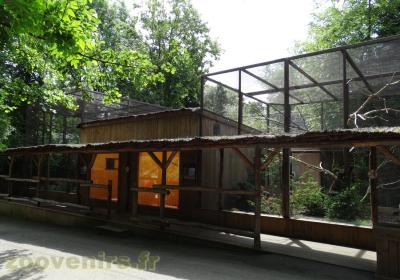 Kéa - Cacatoès des  Molluques - 2013