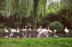 Flamant rose 