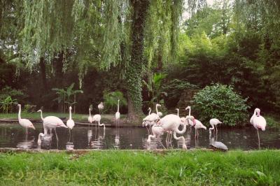 Flamant rose - 2013
