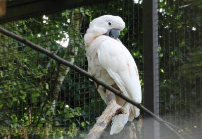 Cacatoès des  Molluques - 2013