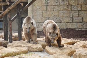 Ours brun
