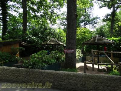 Ara ararauna - Ara chloroptère - 2013