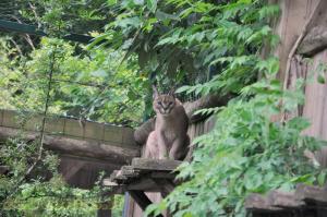 Caracal 