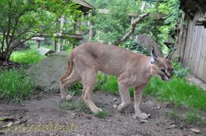 Caracal 