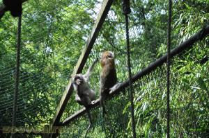 Macaque crabier 