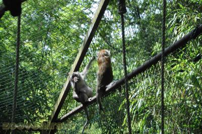 Macaque crabier - 2013