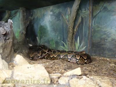 Python réticulé - 2013