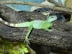 Dragon d'eau vert