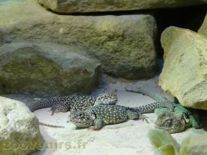 Lézard à collier américain
