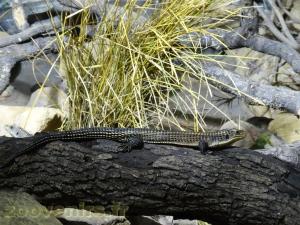 Lézard plaqué 