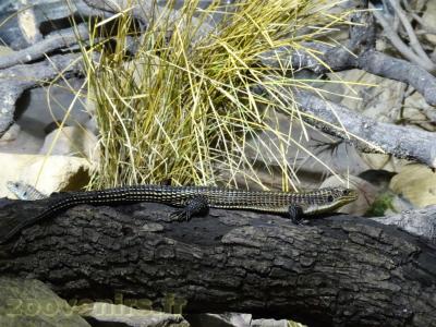 Lézard plaqué - 2013