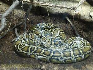 Python tigre