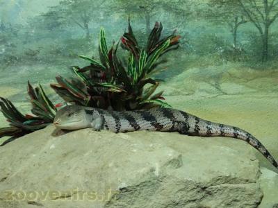 Scinque à langue bleu - 2013