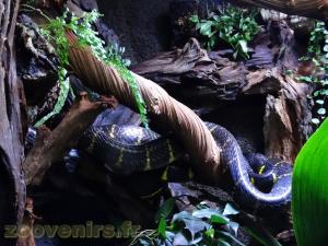 Serpent des palétuviers