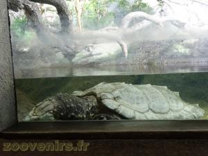 Tortue-alligator