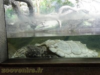 Tortue-alligator - 2013