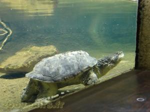 Tortue hargneuse