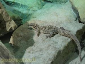 Varan à queue épineuse