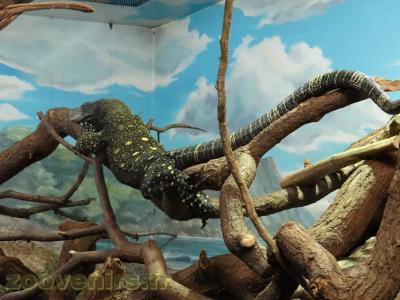 Varan géant de Papouasie - 2013