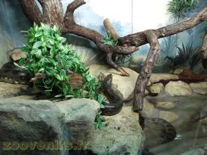 Anaconda 
