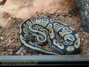 Python royal