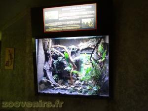 Serpent des palétuviers
