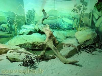 Varan à queue épineuse - 2013