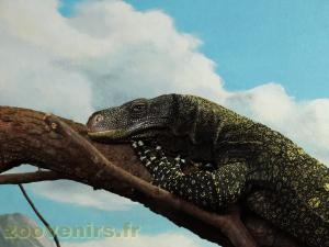 Varan géant de Papouasie 