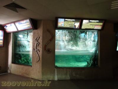 Crocodile du Nil - 2013