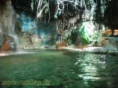 Crocodile du Nil - 2013