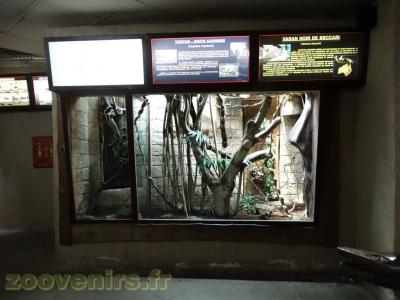 Tortue-boite carénée - Varan noir de Beccari - 2013