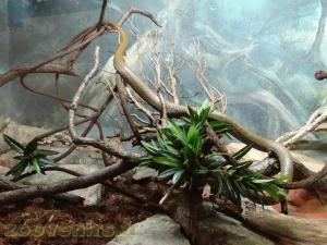 Serpent ratier américain