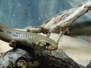 Serpent ratier américain