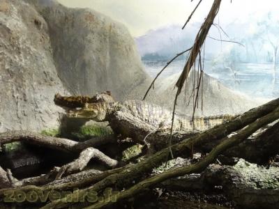 Caïman à lunettes - 2013