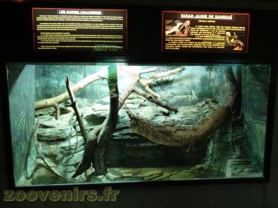 Varan jaune de Banggaï - 2013