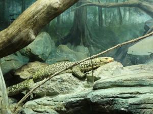 Varan jaune de Banggaï