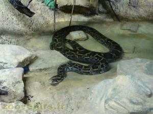 Python-tapis 