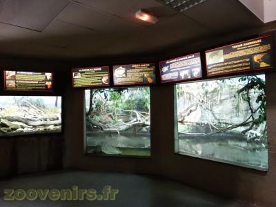 Tortues - Caïman à lunettes - 2013