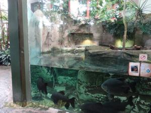 Pacu noir 