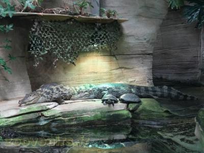 Caïman à lunettes - 2016