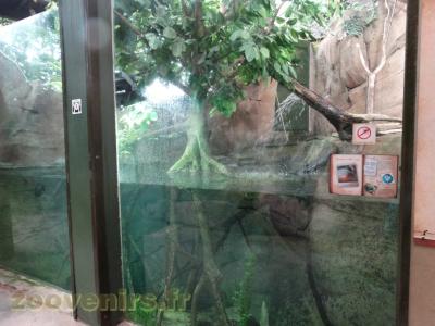 Piranha à ventre rouge - 2016