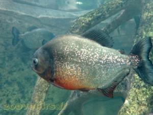 Piranha à ventre rouge