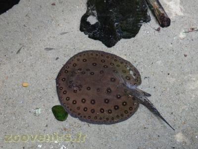 Raie à aiguillon - 2016