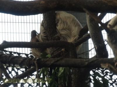 Paresseux à deux doigts - 2016