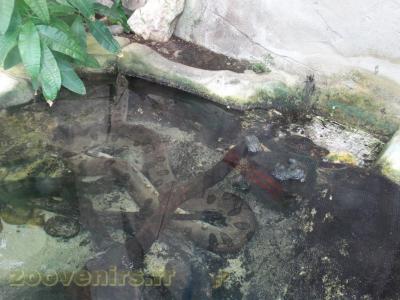 Anaconda vert - 2016