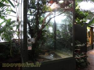 Boa arboricole d'Amazonie