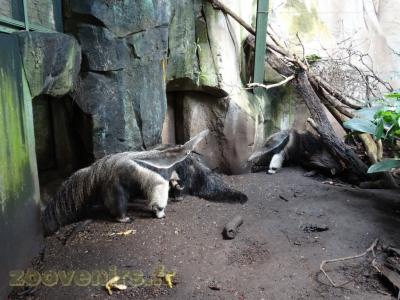 Grand fourmilier - 2016