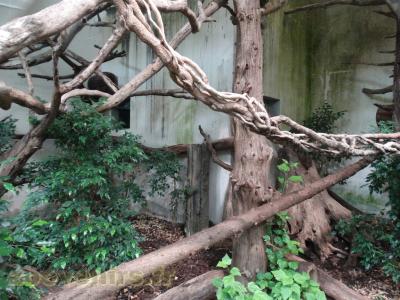 Agami trompette - 2016